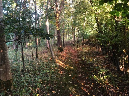 Path through woodland